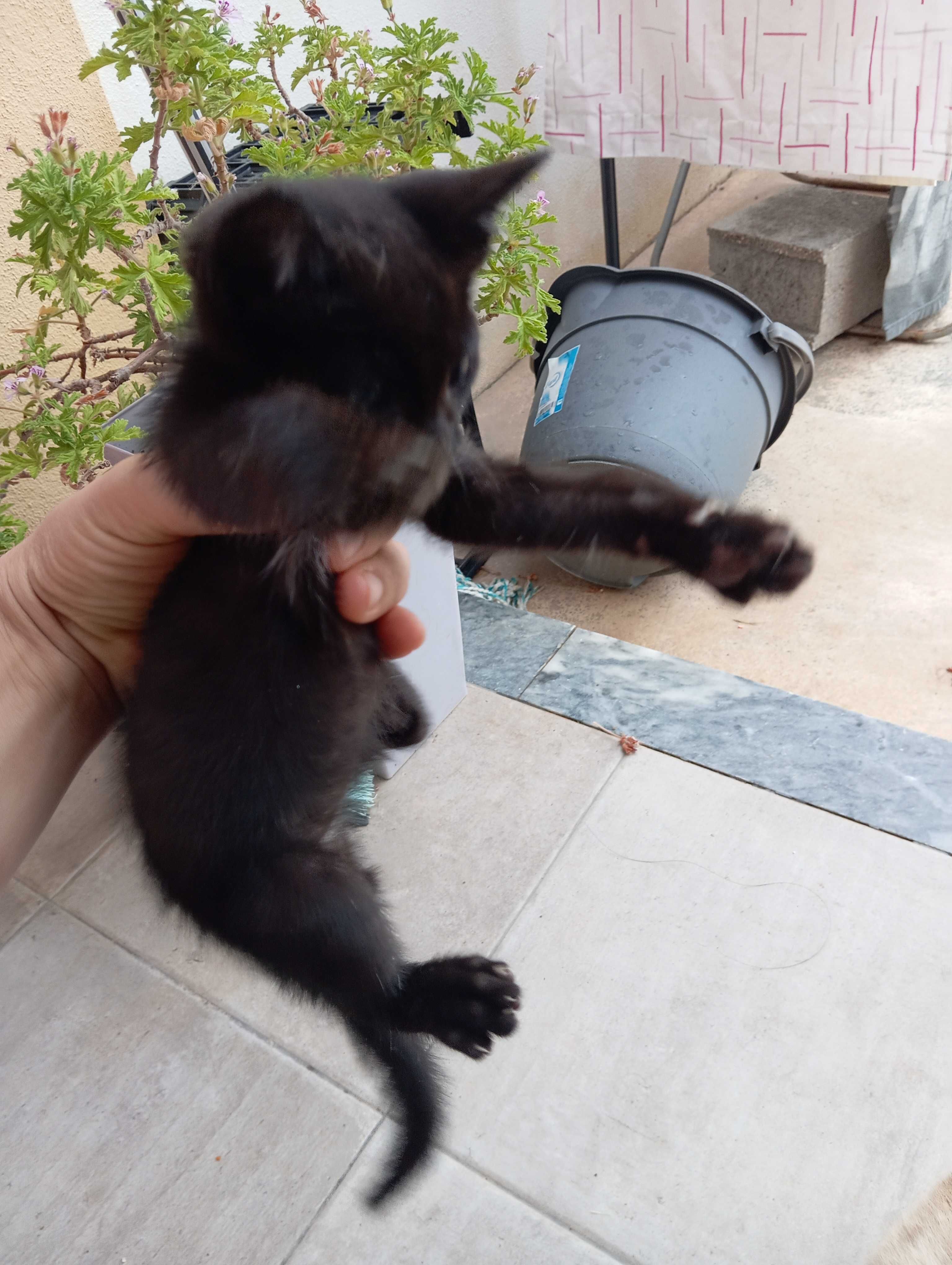 Dou gatinhos com 2 meses