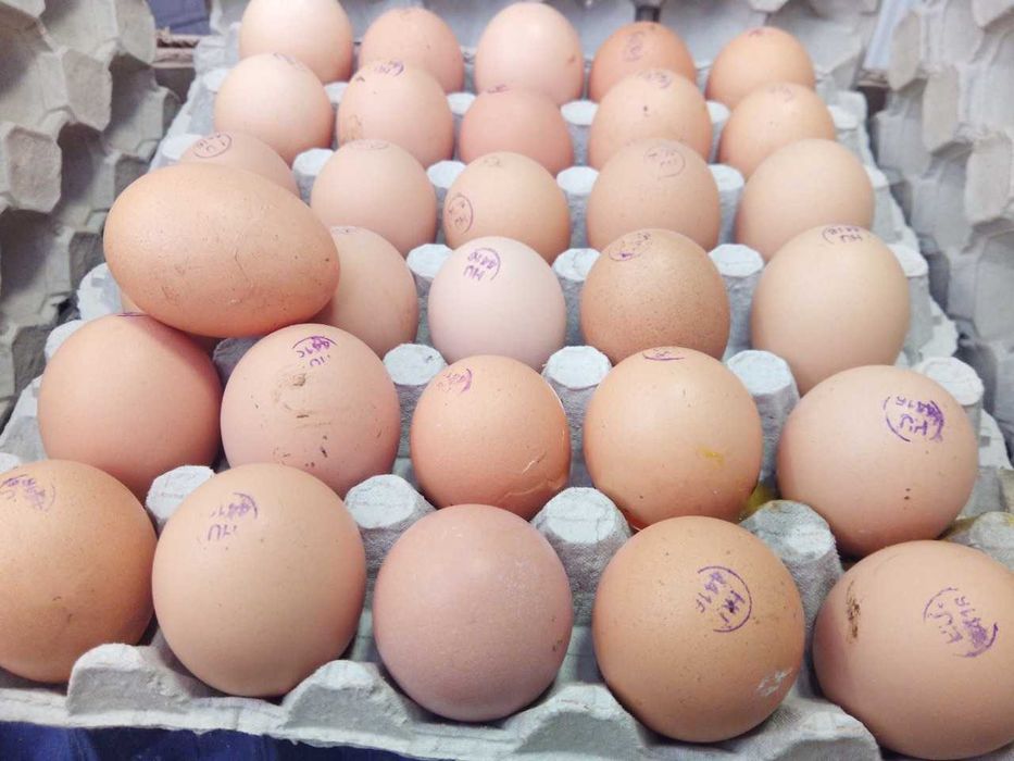 Інкубаційне яйце коб 500