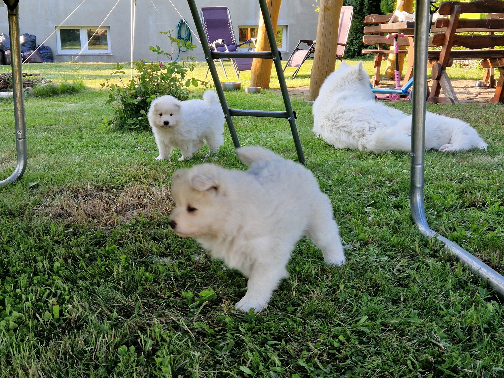 Samoyed gotowy do odbioru z rodowodem
