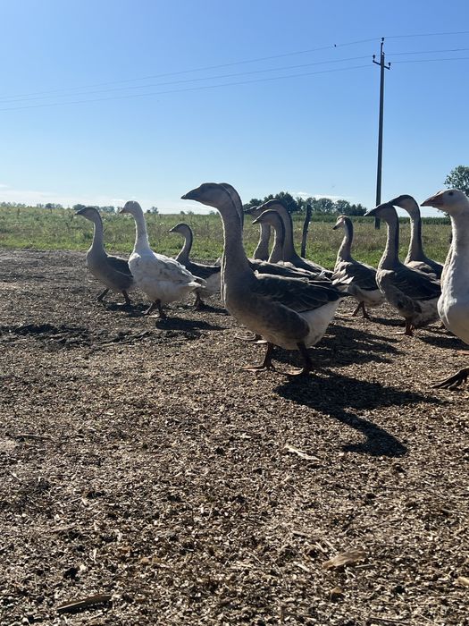 Gęsi Gąsiory ubite i żywe 2025