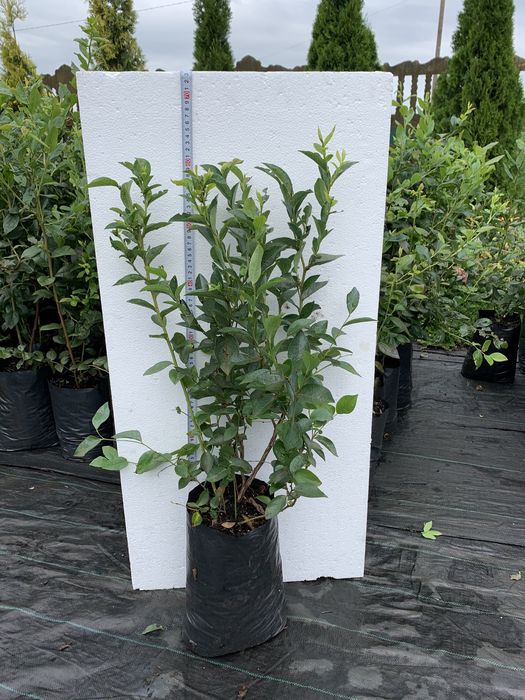 Саджанці лохини (голубики, борувки) 4-річні (7л)