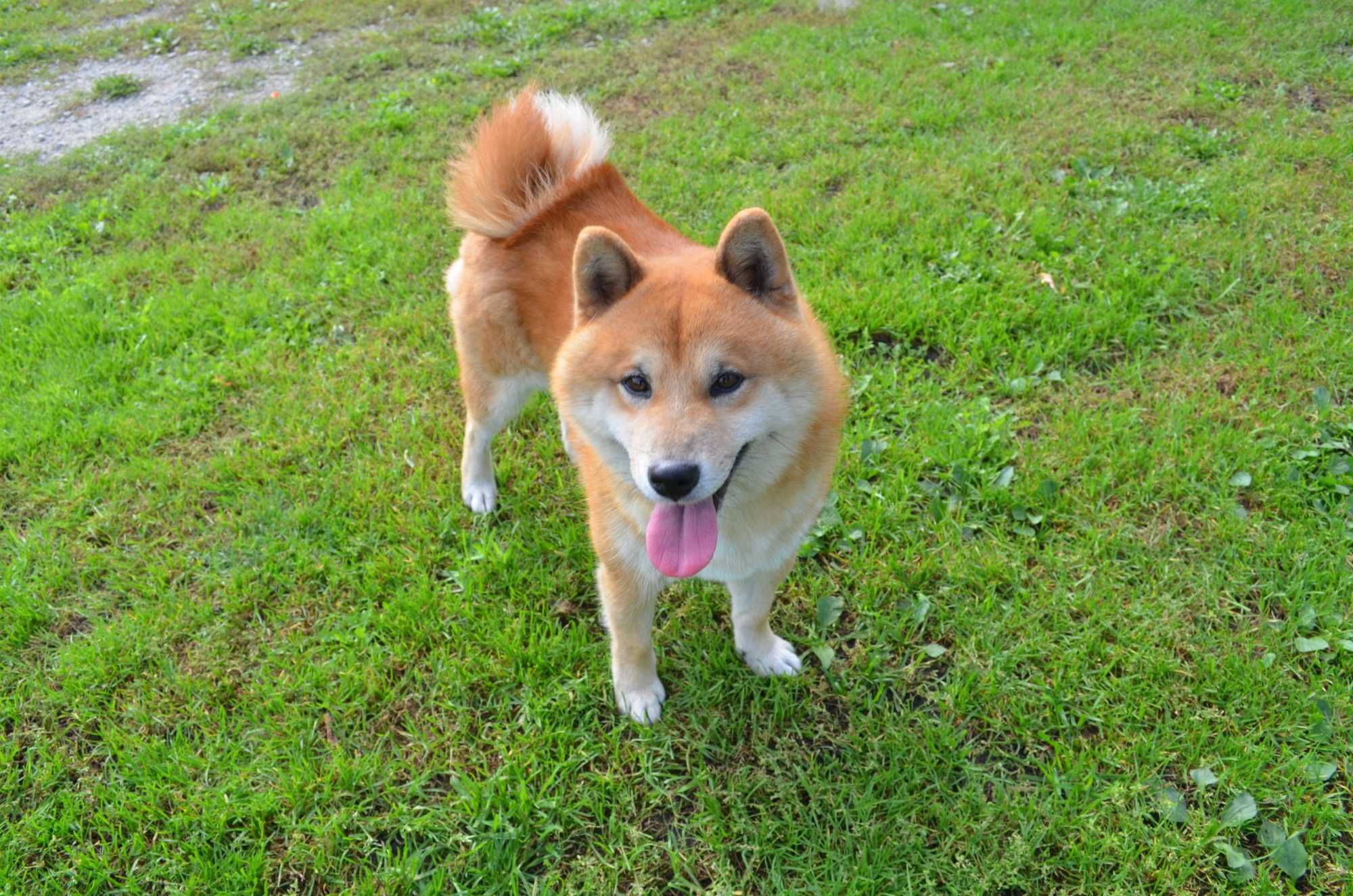 Reproduktor Shiba Inu