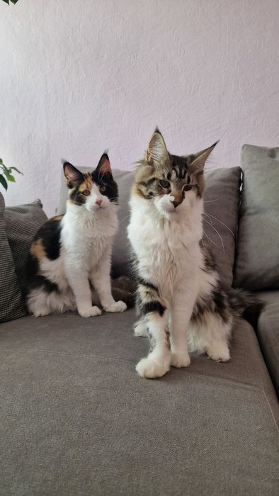 Cudowna Koteczka Maine Coon!