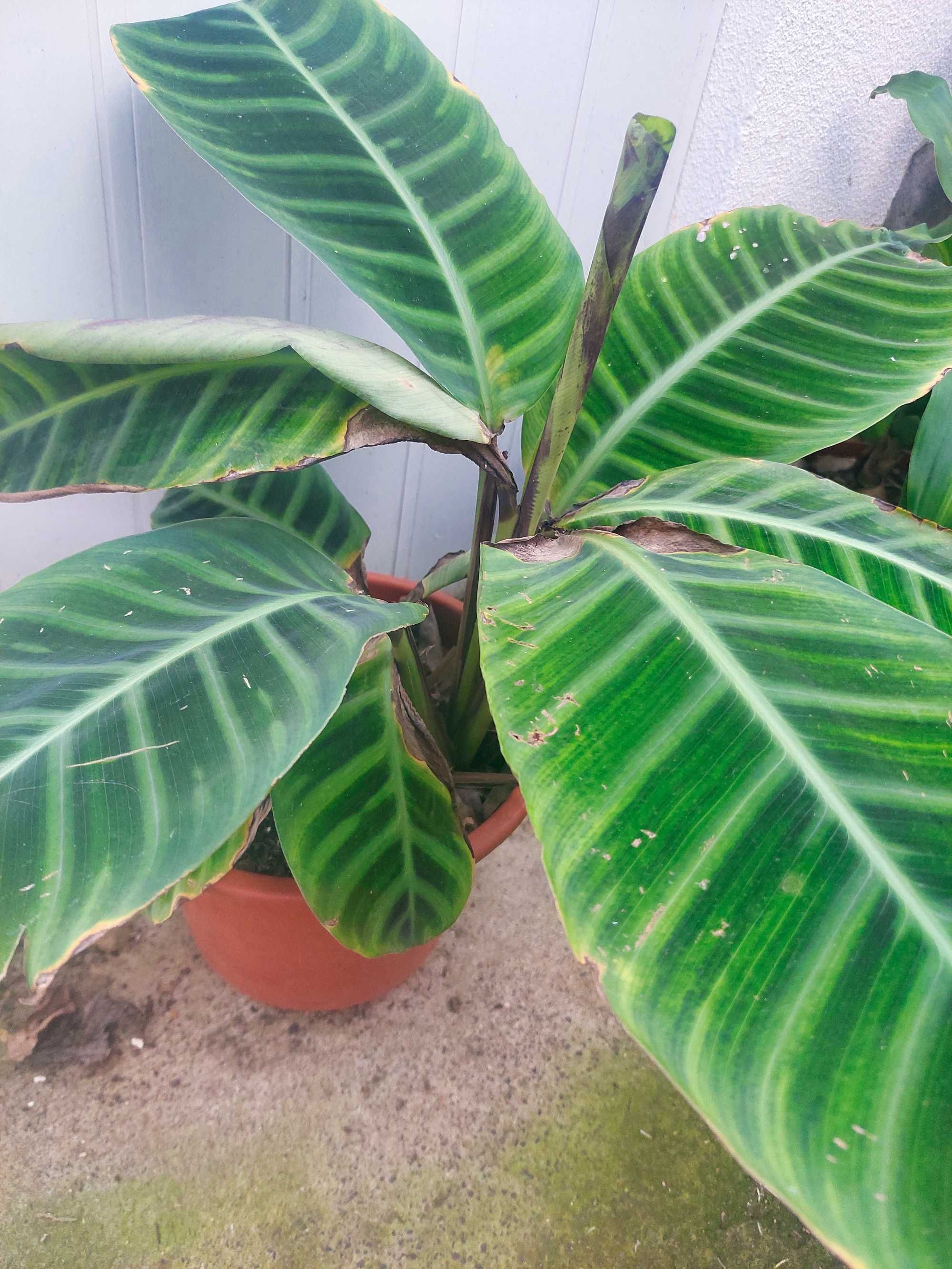 Diversas plantas/flores. 25€ cada