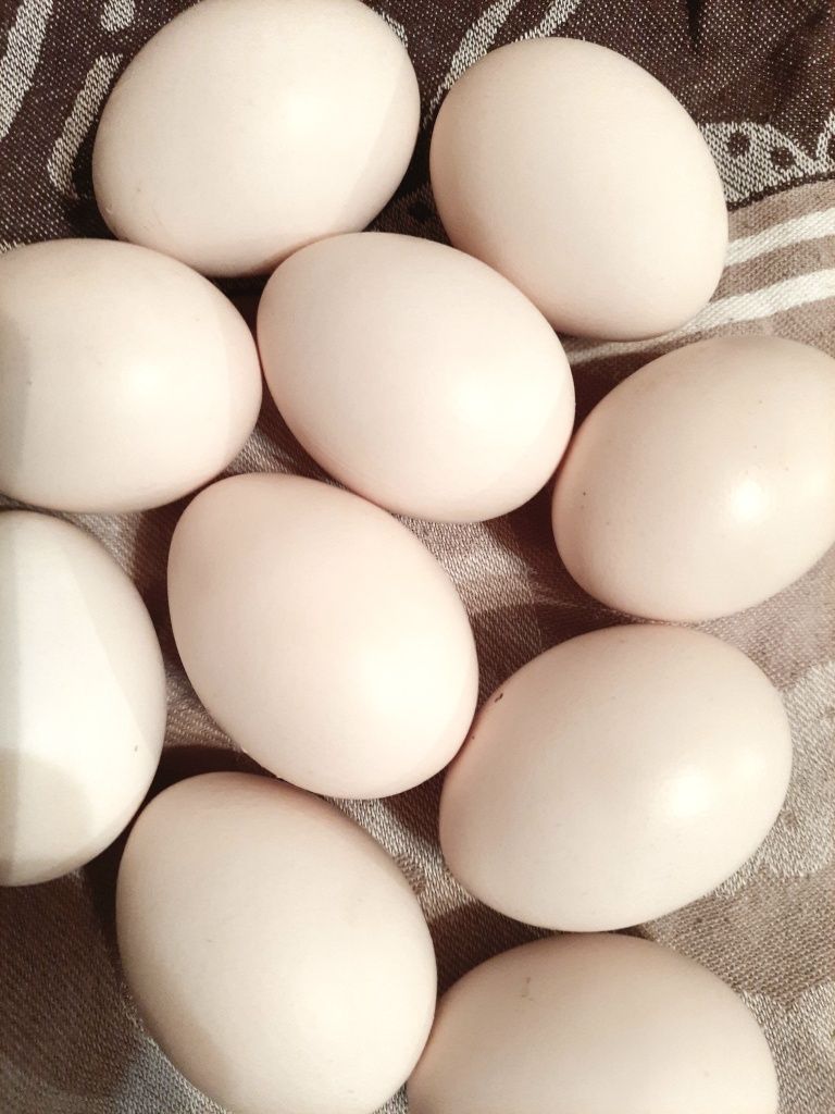 Jaja jajka lęgowe zielononóżki kuropatwianej