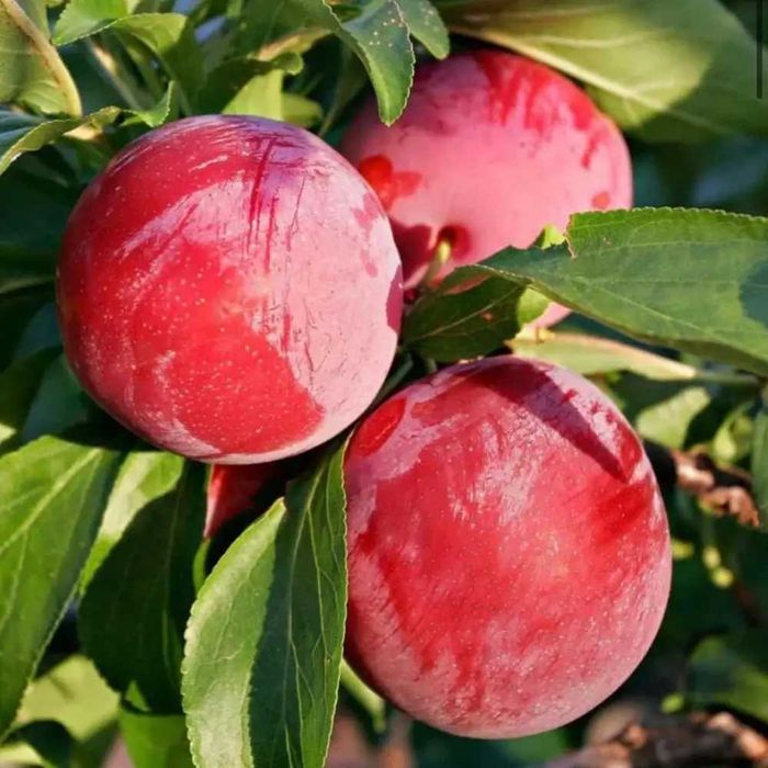 Продам саженцы Сливы Харьков