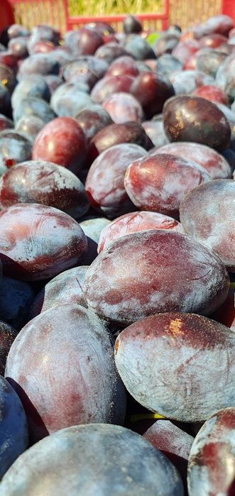 Zacier śliwka węgierka 20kg 60zl