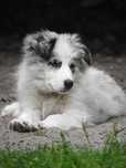 Szczeniak border collie - Diego z Uroczyska (ZKwP/FCI) - blue merle