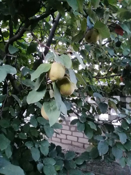 Айва саженец яблочная
