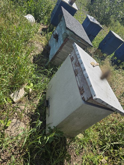 Ule warszawskie z pszczołami.