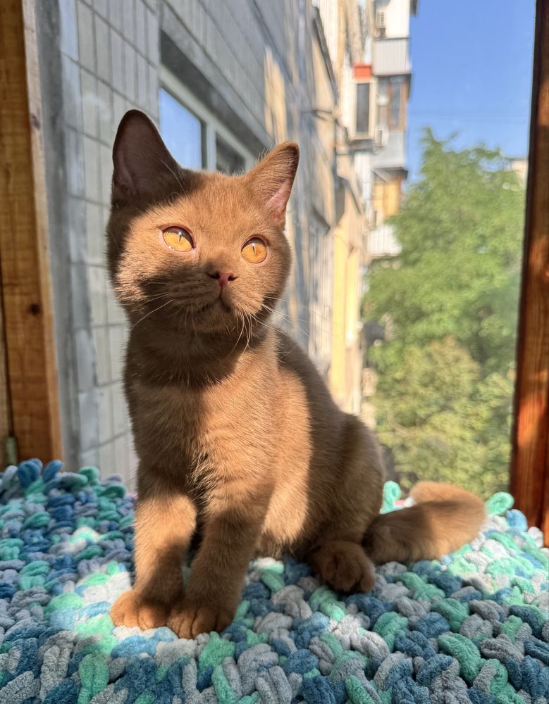 Котик британський цинамон хлопчик ексклюзив