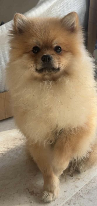 Szpic miniaturowy Misiu Samiec Pomeranian Boo