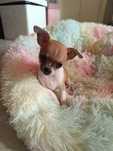 Chihuahua chłopczyk Johny