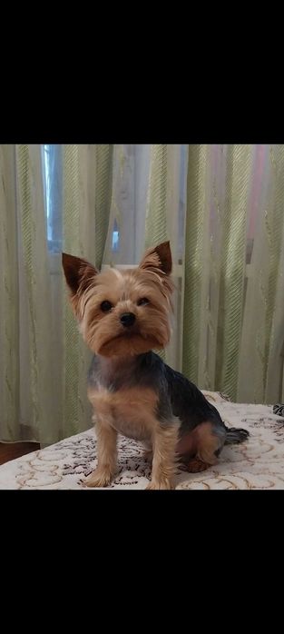 Йорк срочно !!! 3000