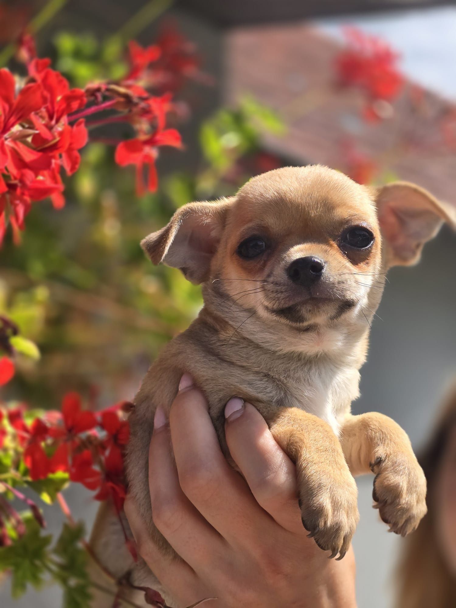 CHIHUAHUA piesek szczenię do odbioru szczeniak