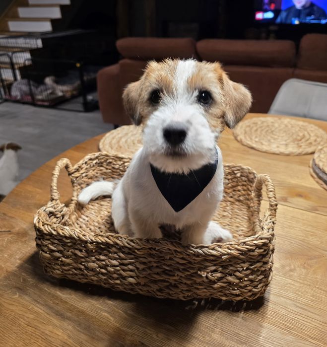 Jack Russell Terrier szorstkowłosy FCI ZKwP