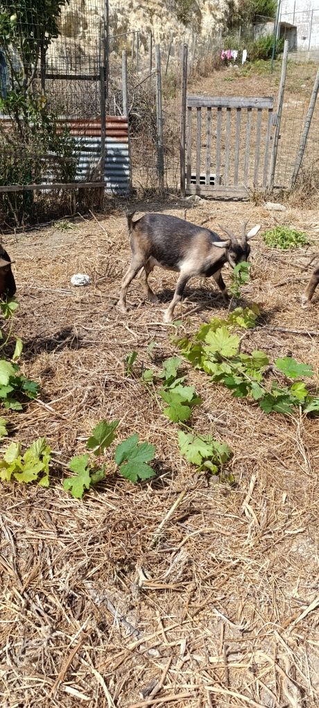 3 Cabras e 2 Bodes