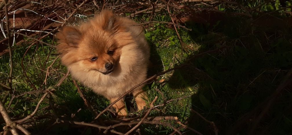 Pomeranian szpic miniaturowy suczka malutka