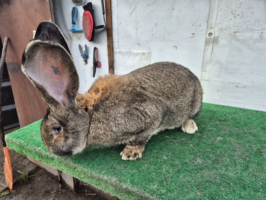 Olbrzym Belgijski samiec