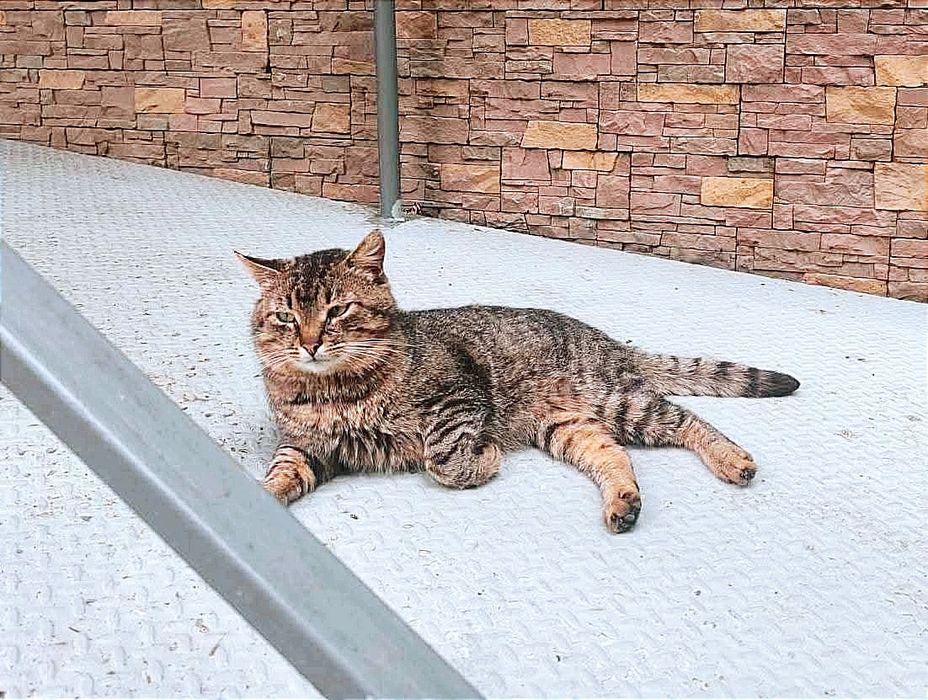 Віддам_ коти_ кішки_ кошеня_ Мурчик