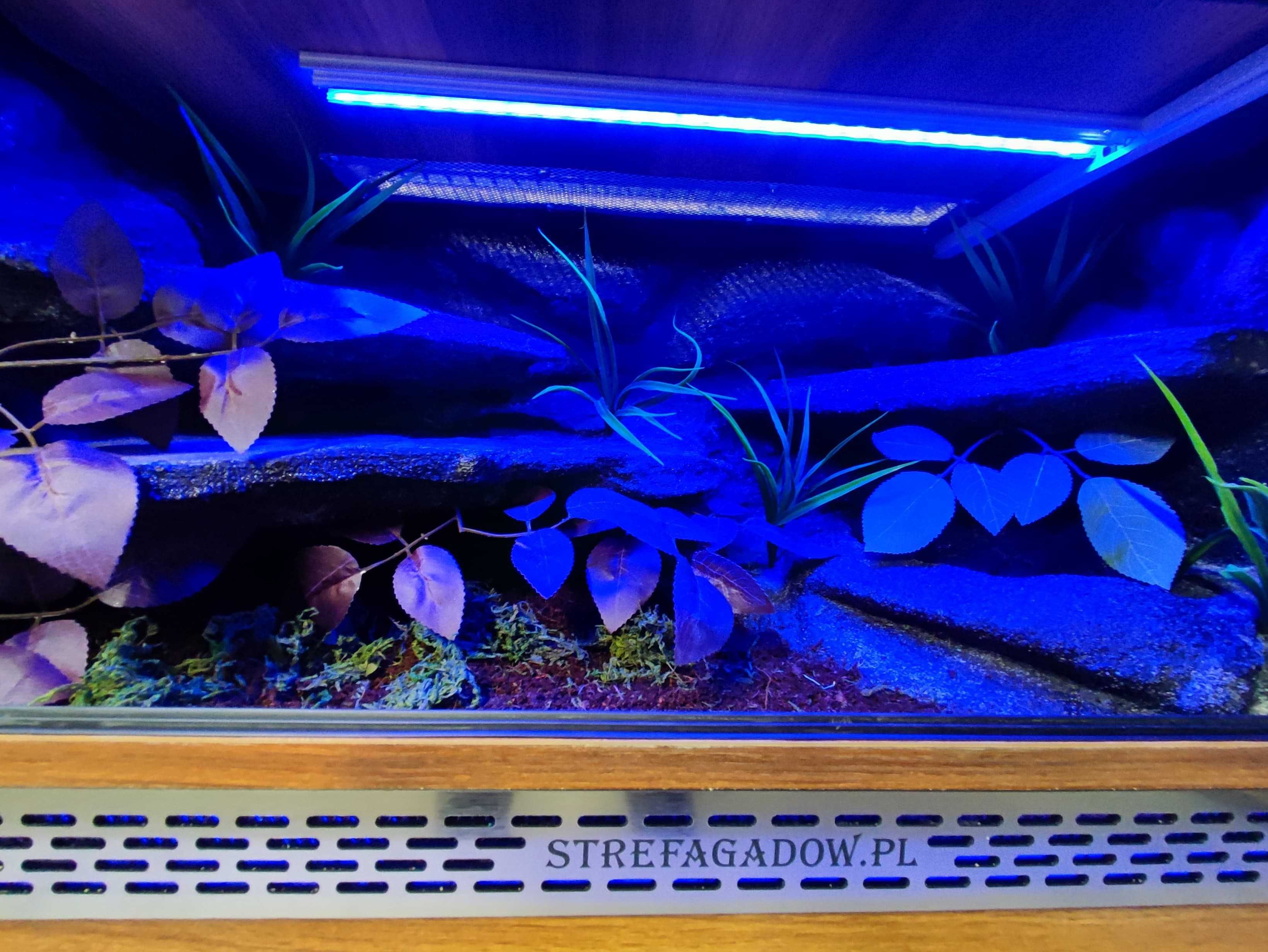 Terrarium tropikalne nr699 80/40/40 dla węża boa pyton DOSTĘPNE