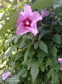 Hibiskus róża chińska rozsady około 30 40 cm pakiet  3 sztuki