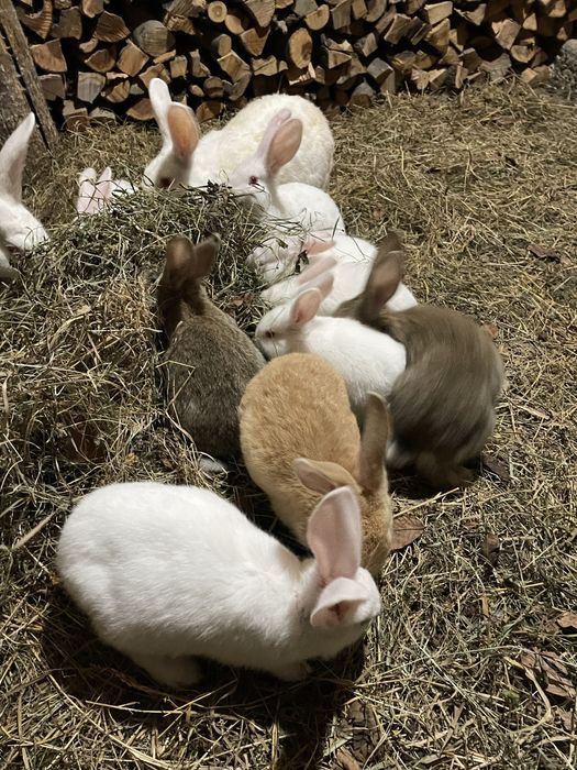 Продаються молоді кролики породи Термон