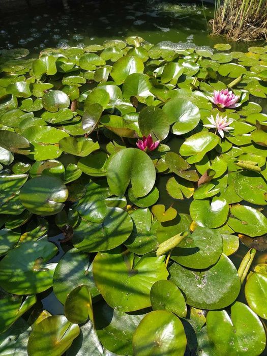 Водяная лилия, кувшинка, нимфея