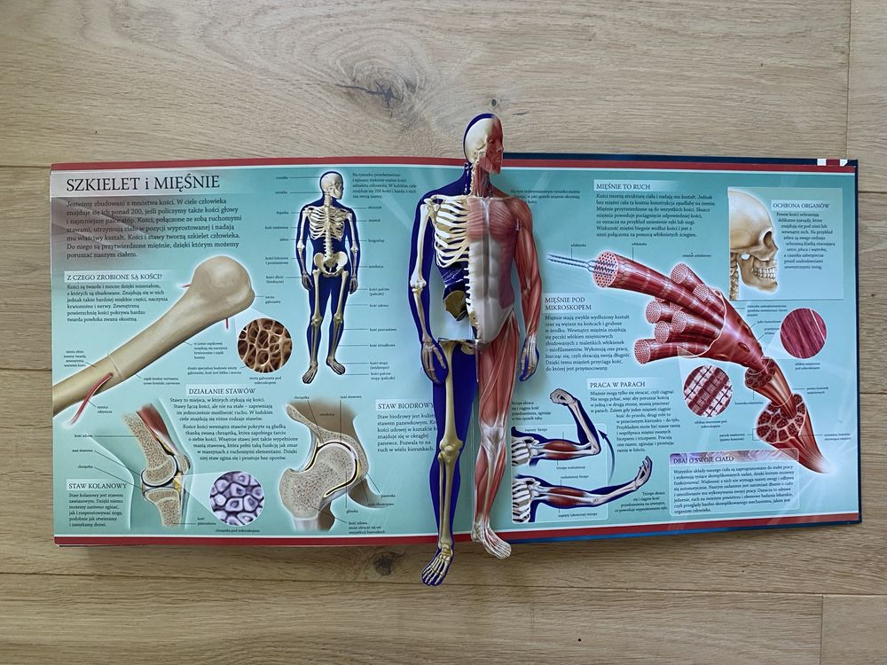 Aktywna Nauka Ludzkie ciało 3d pop up anatomia unikat bicie serca