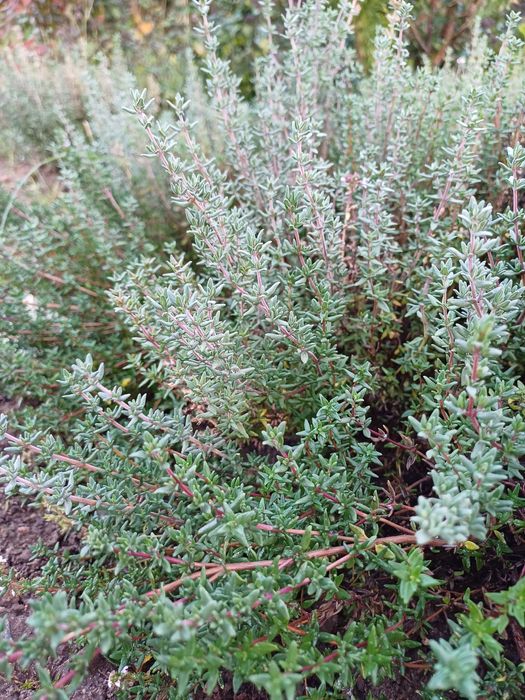 Tymianek Ziola sadzonka tymianku