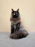 MAINE COON - RAVELA (po sterylizacji) - rodowód FPL/FIFE