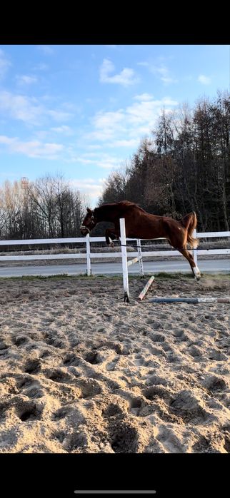 Wysoki 12letni walach sprzedaz