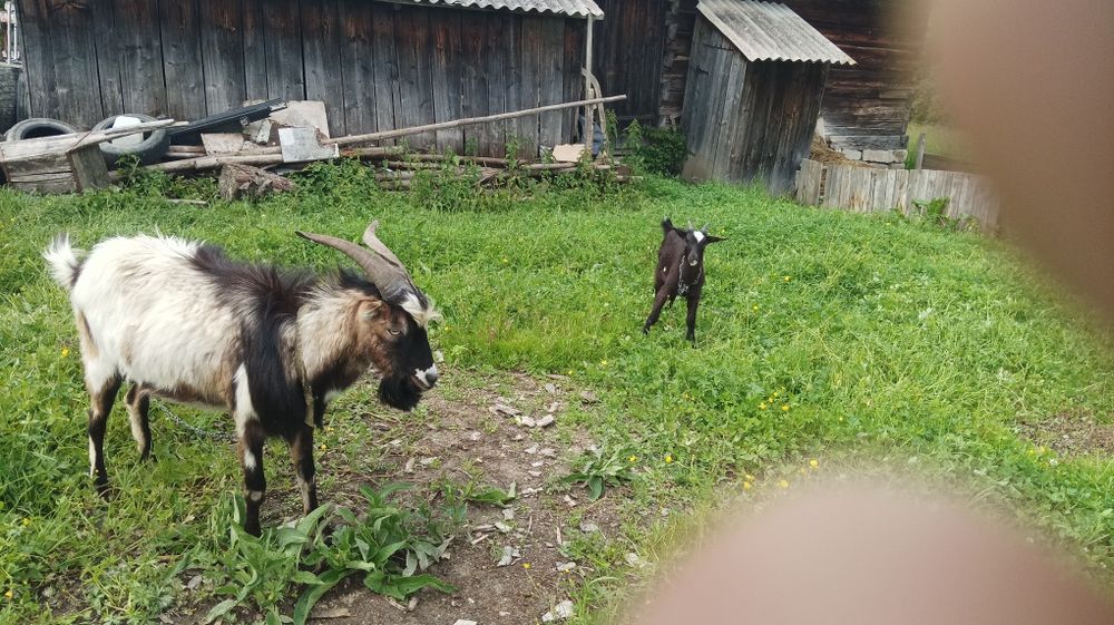 Пропоную злучкуз цапом нубо -ламача