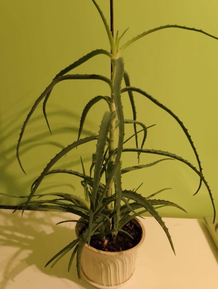 Kaktus aloes leczniczy