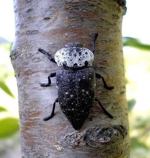 Интересный жук Златка чёрная Живая иДру жуки Обмен на телефон Смартфон