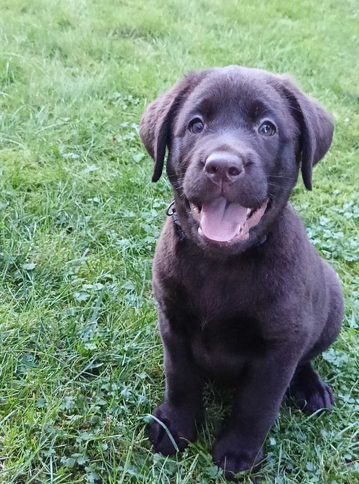 Labrador Retriever Czekoladowa suczka Zkwp/FCI