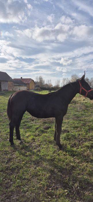 Klacz klaczka źrebica śląska