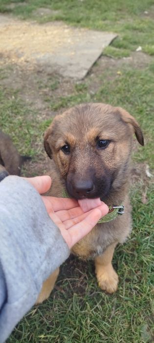 Віддам в добрі руки