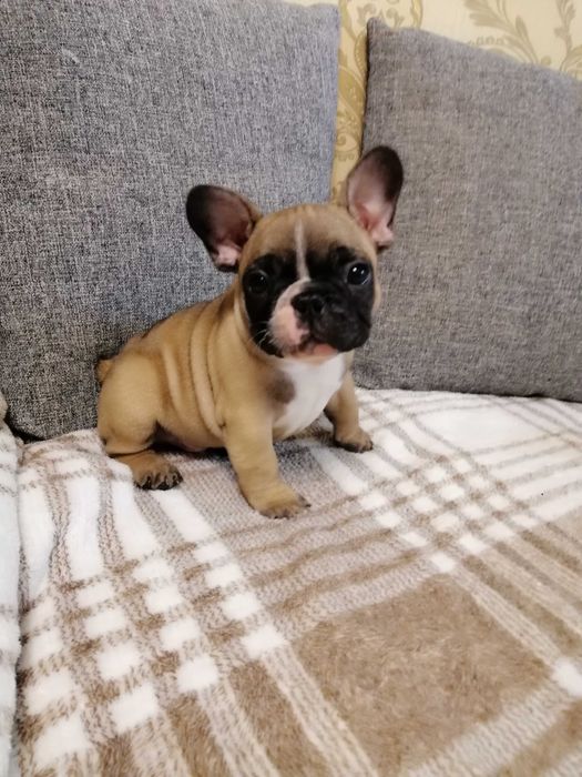 Французький бульдог