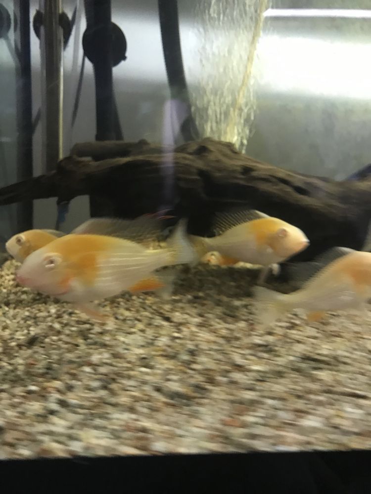 Acarichthys heckelii albino ziemiojady