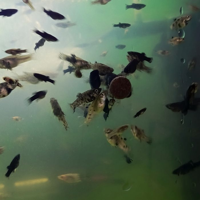 Sprzedam młode molinezje