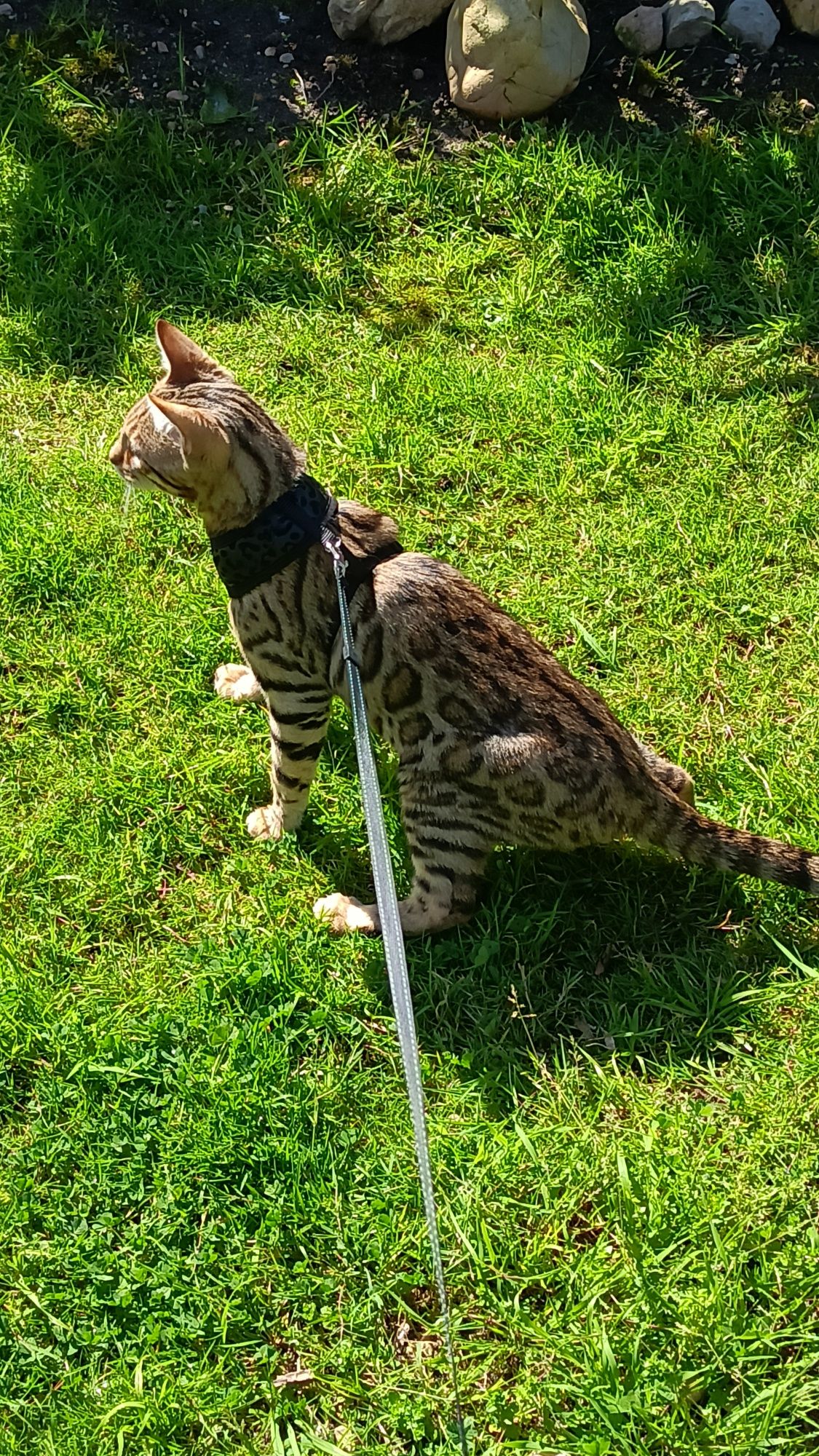 Gato bengala Brown spotted