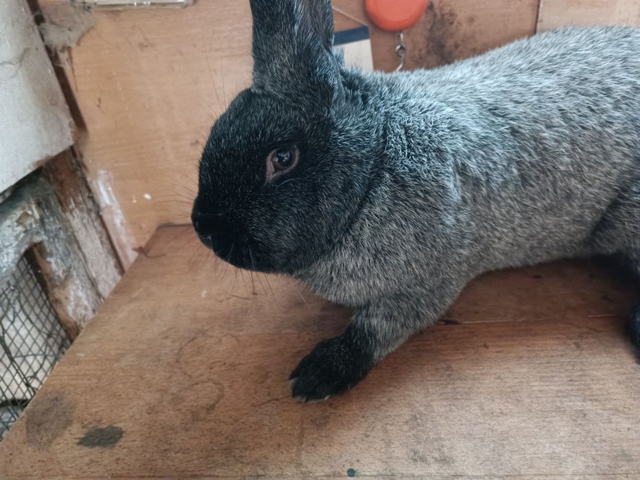 Продам кролі Полтавське Срібло