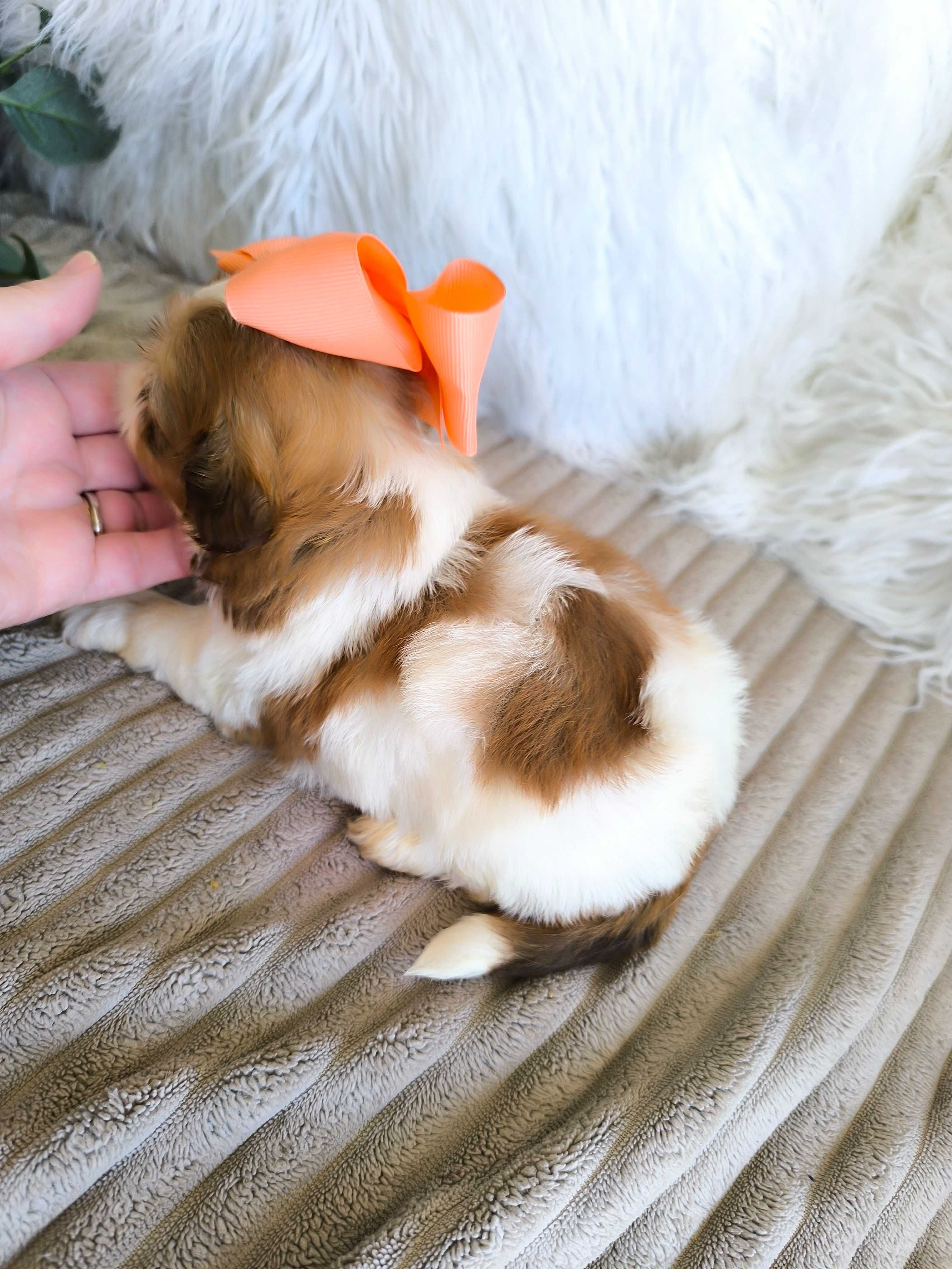 Shih-tzu. Mini. Menina bem tipado. Branco e Fígado Olhos claros. Top!