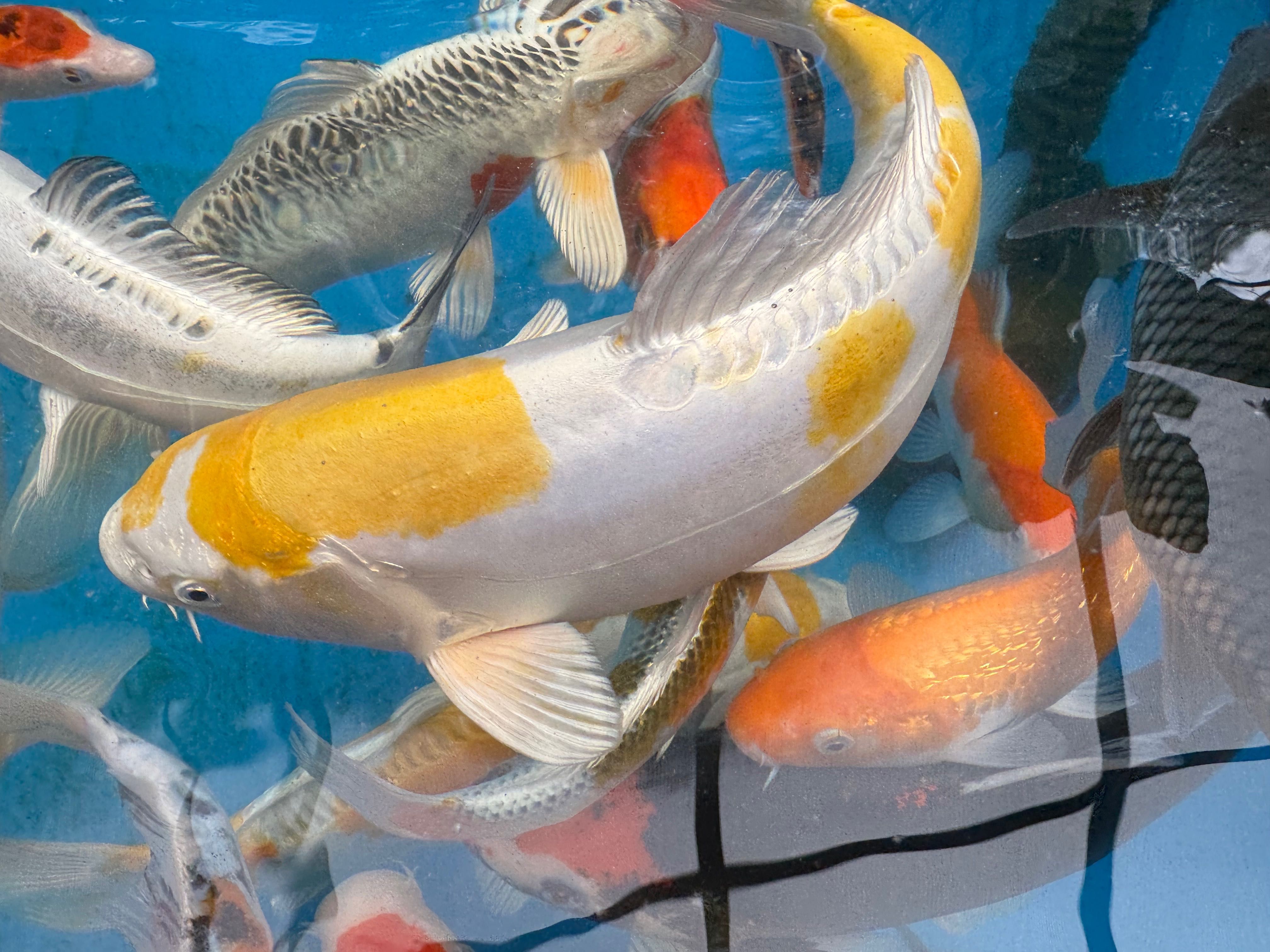 Karp KOI, oczko wodne