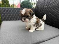 Alik  Szczeniak shih tzu po malych rodzicach
