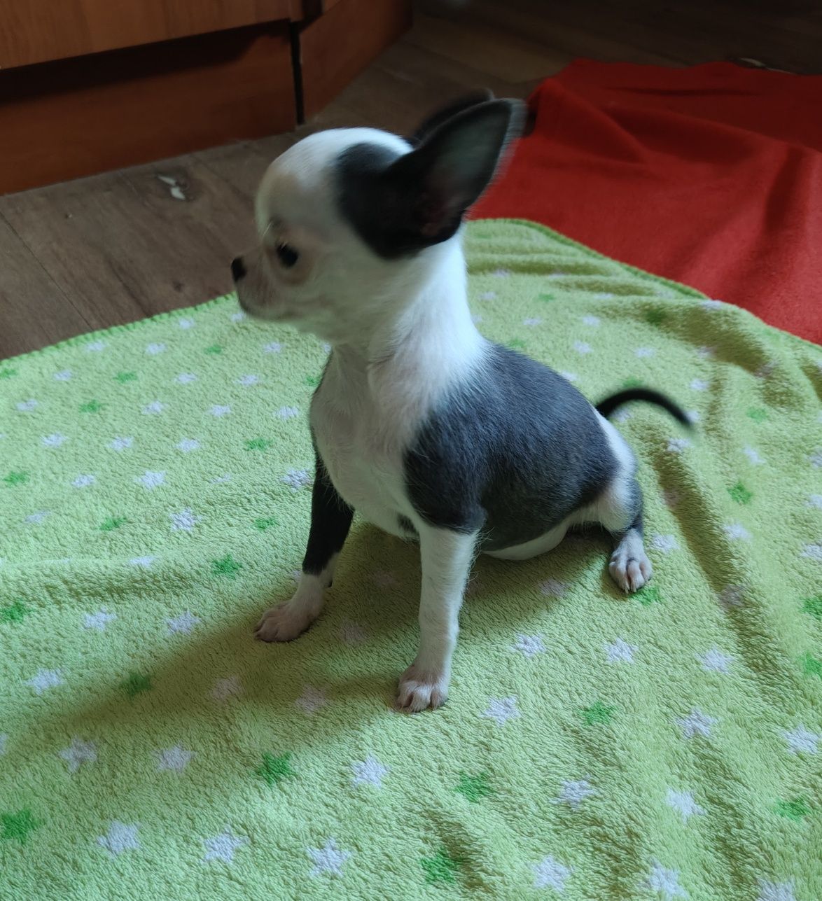 Malutka XXS suczka chihuahua
