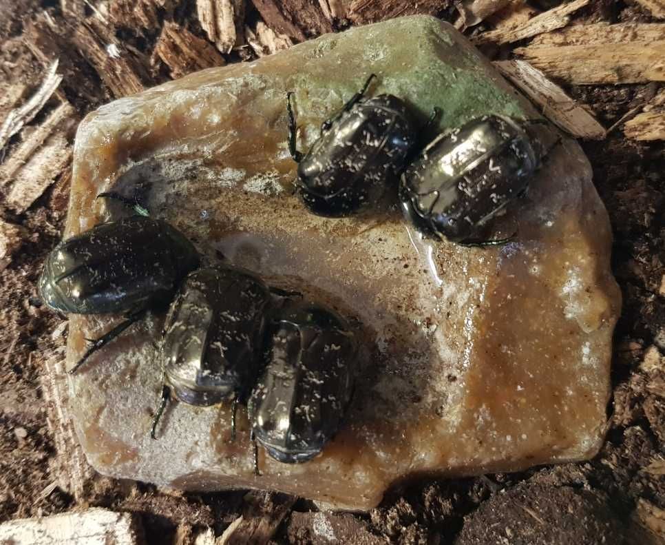 Інсектарій з живими жуками і личинками