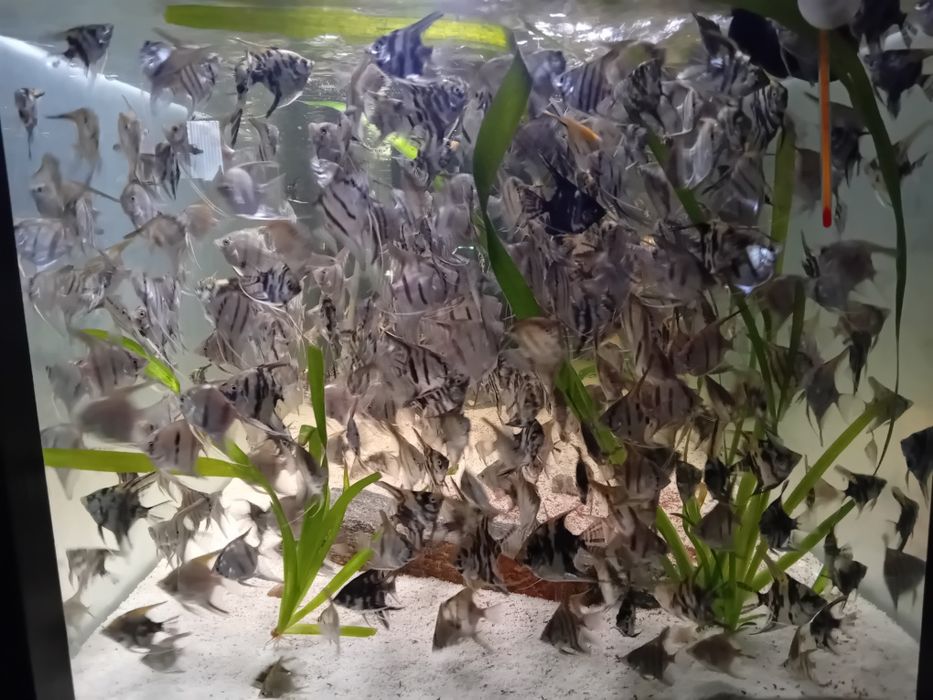 Skalary mix różne wielkości