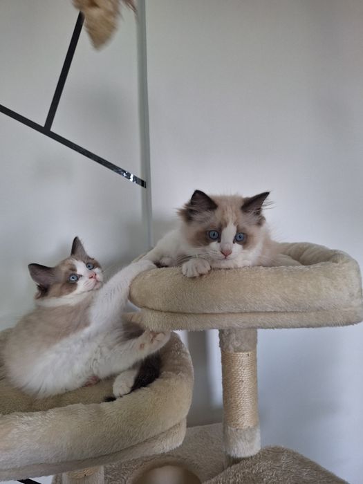 Idealny kocurek Ragdoll Chili gotowy do nowego domu